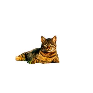 A Serene Tabby Cat Lounging On A Sunny Pavement, Enjoying The Outdoors. 15160 - Cat PNG image with transparent background